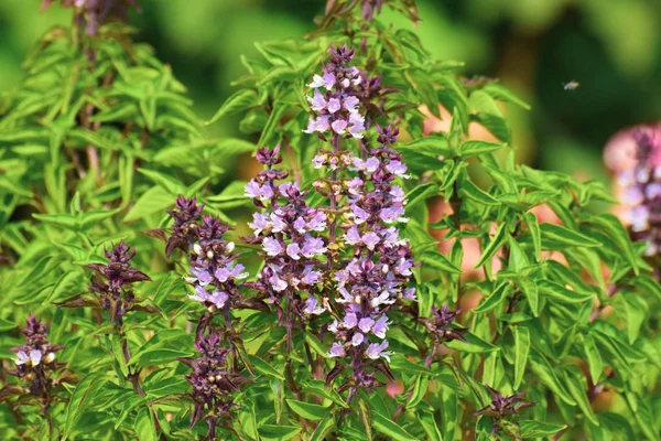 Fleur Basilic Dans Jardin — Photo