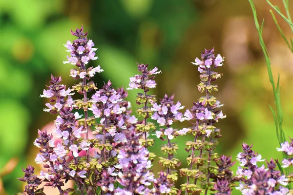 Fleur Basilic Dans Jardin — Photo