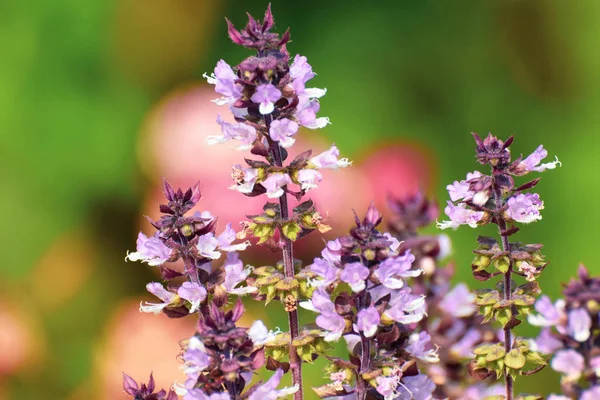 Fleur Basilic Dans Jardin — Photo