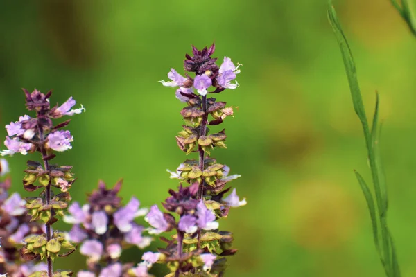 Fleur Basilic Dans Jardin — Photo