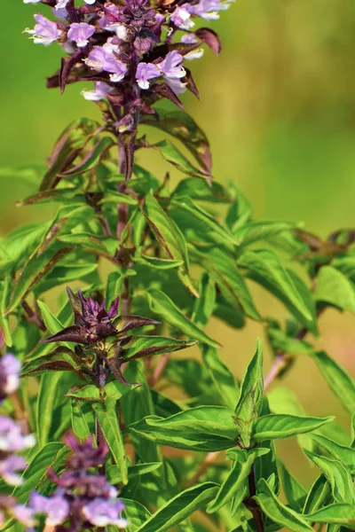 Fleur Basilic Dans Jardin — Photo