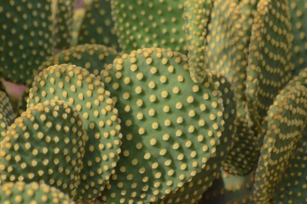 Schöner Grüner Kaktus Gartenpflanze — Stockfoto