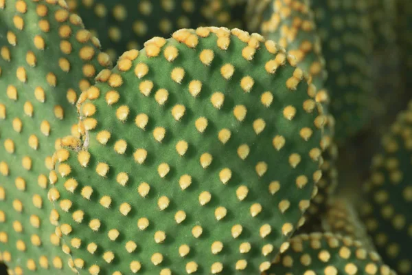 Schöner Grüner Kaktus Gartenpflanze — Stockfoto