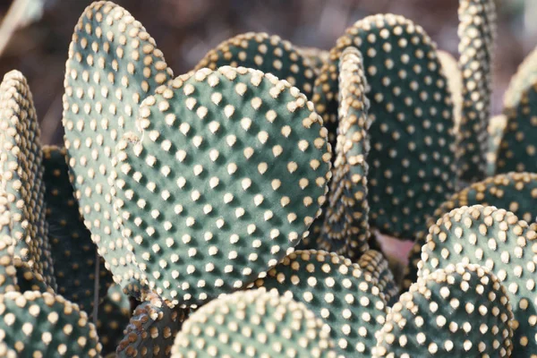 Schöner Grüner Kaktus Gartenpflanze — Stockfoto