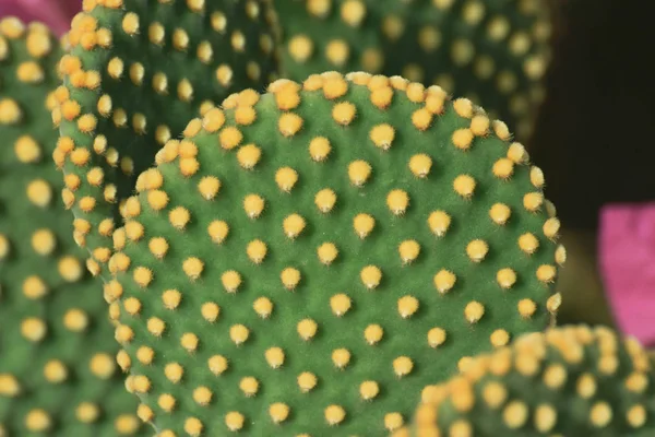 美しい緑のサボテン 庭の植物 — ストック写真