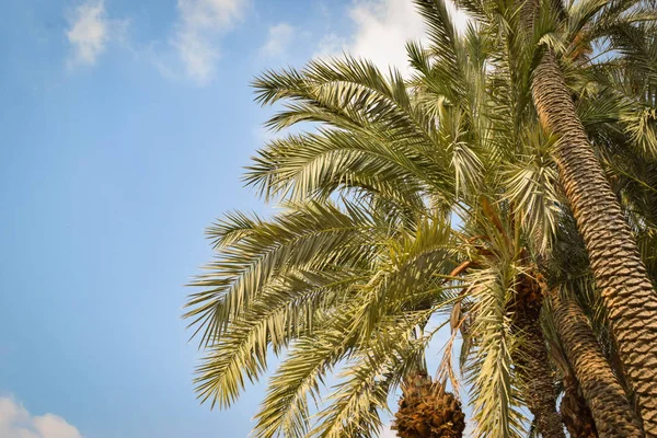 Paradise Palm Garden Chipre Famagusta — Fotografia de Stock