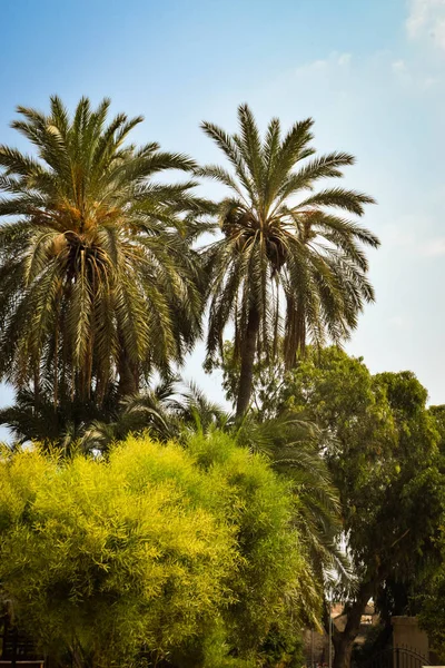 Paradise Palm Garden Chipre Famagusta — Fotografia de Stock