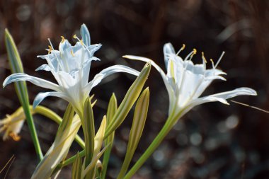Deniz nergisi, deniz çiçeği, yakın