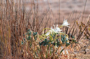 Deniz nergisi, deniz çiçeği, yakın