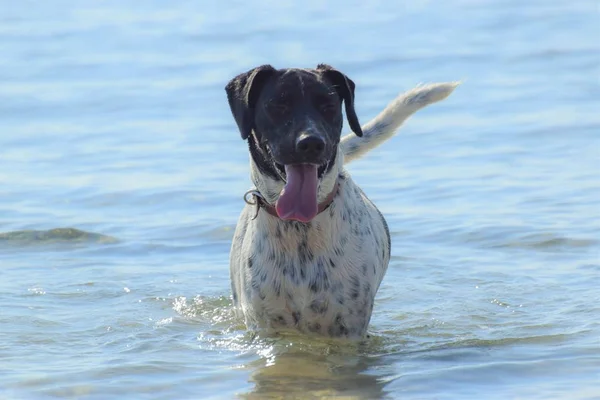 Swimming Big Dog, seaside, beach