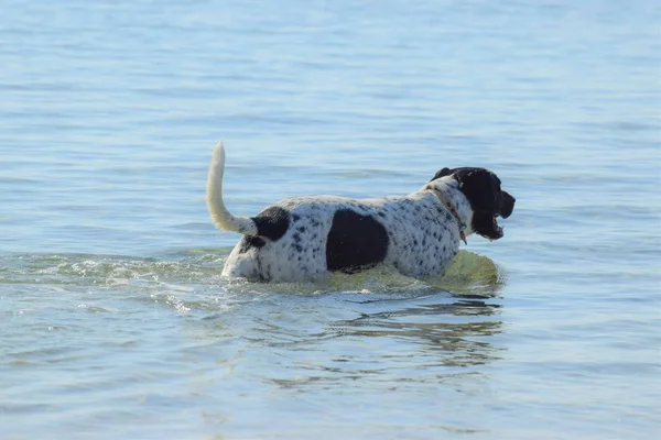 Plavání Velký Pes Moře Pláž — Stock fotografie