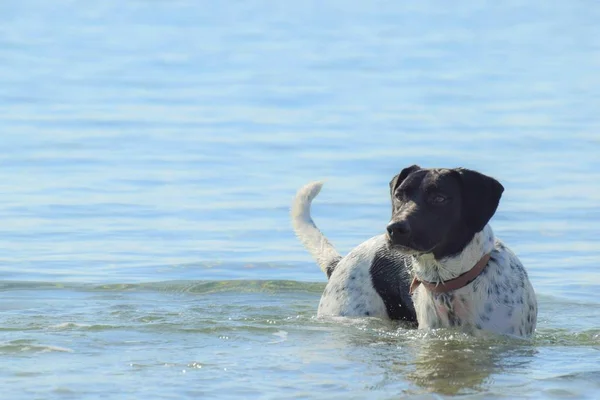 Zwemmen Big Dog Zee Strand — Stockfoto