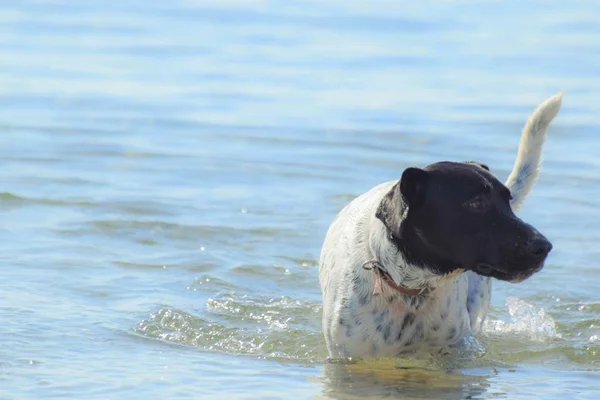 Baignade Big Dog Bord Mer Plage — Photo