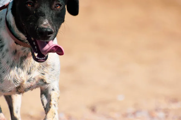 Courir Big Dog Bord Mer Plage — Photo