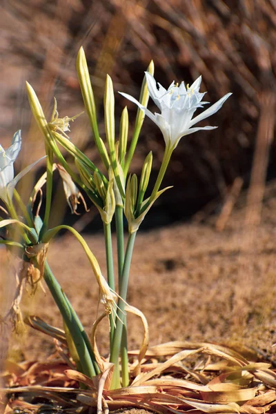 Sea Daffodil Sea Flower Close — Stock Photo, Image