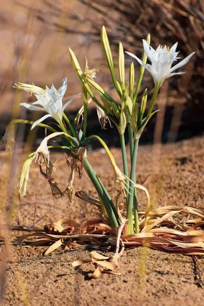 Sea daffodil, sea flower, close up