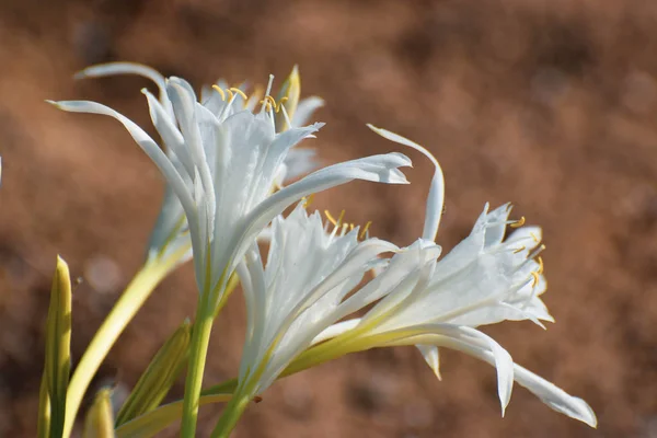 Sea Daffodil Sea Flower Close — Stock Photo, Image