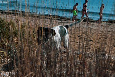 Koşan Büyük Köpek, sahil, sahil