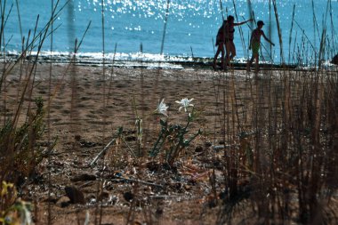 Deniz nergisi, deniz çiçeği, yakın