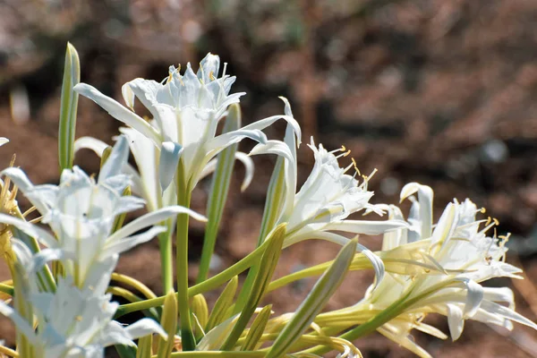 Sea Daffodil Sea Flower Close — Stock Photo, Image