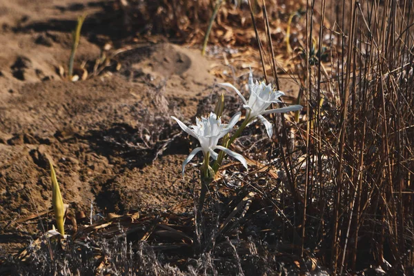 Sea daffodil, sea flower, close up