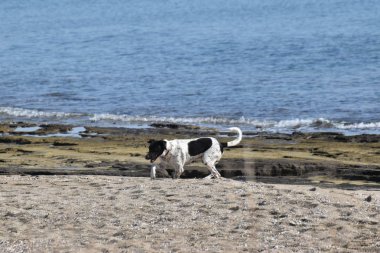Koşan Büyük Köpek, sahil, sahil