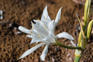 Deniz nergisi, deniz çiçeği, yakın