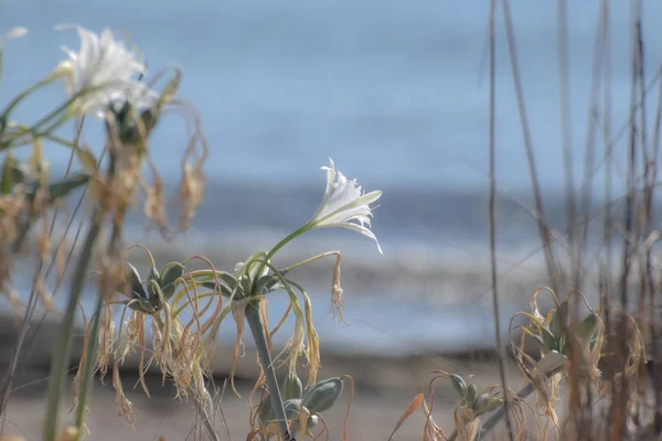 Sea daffodil, sea flower, close up