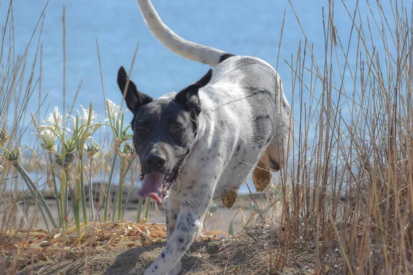 Courir Big Dog Bord Mer Plage — Photo