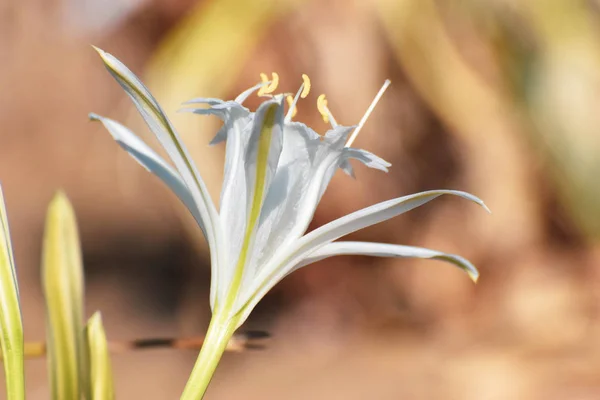 Sea daffodil, sea flower, close up