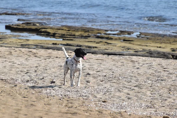Running Big Dog Aan Zee Strand — Stockfoto