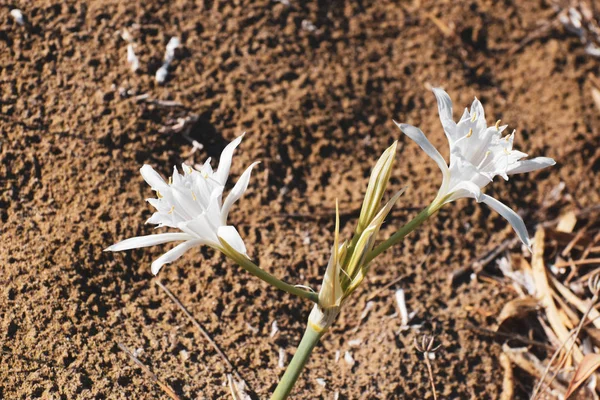 Sea daffodil, sea flower, close up