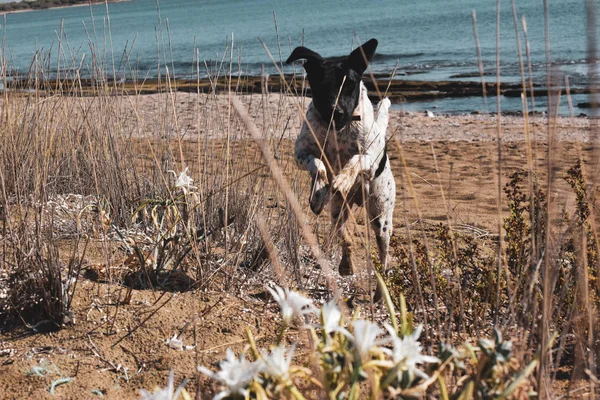 Running Big Dog Seaside Beach — Stock Photo, Image