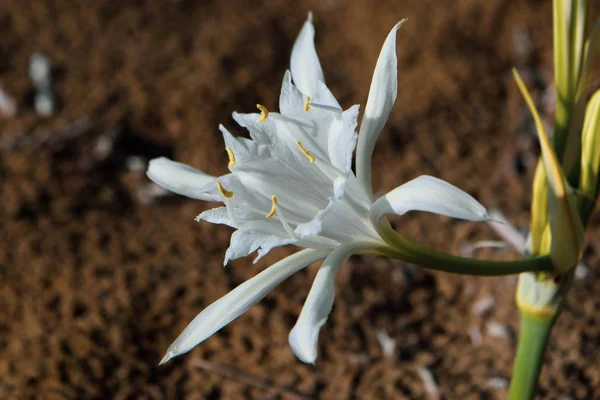 Sea daffodil, sea flower, close up