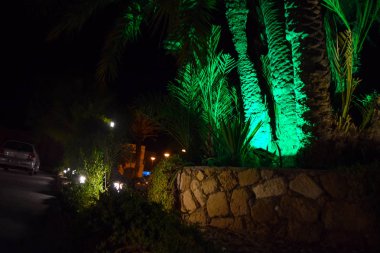  Palmiye, ağaç, gece bahçesi, doğa arka plan, Kıbrıs, Mağusa