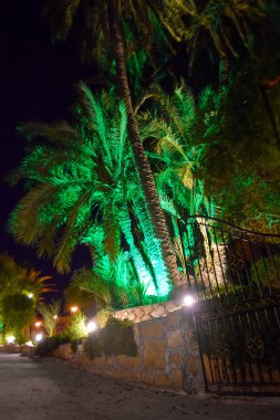  Palmiye, ağaç, gece bahçesi, doğa arka plan, Kıbrıs, Mağusa