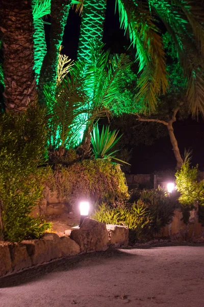 Palm, tree, night garden, nature background, Cyprus, Famagusta