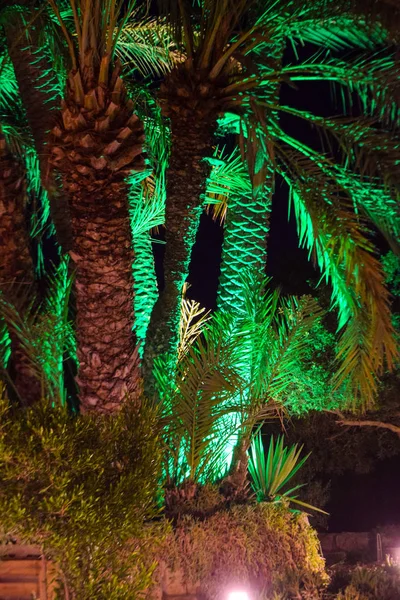 Palm, tree, night garden, nature background, Cyprus, Famagusta