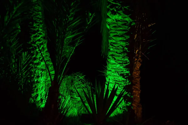 Palm, tree, night garden, nature background, Cyprus, Famagusta