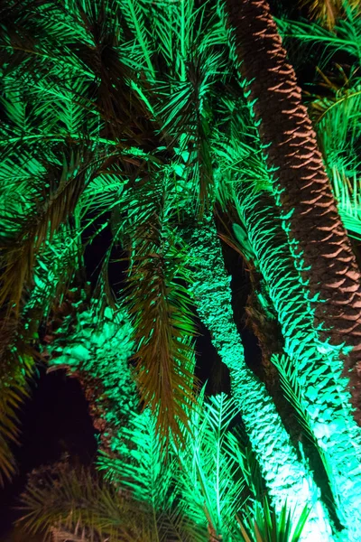 Palmier Arbre Jardin Nocturne Nature Chypre Famagouste — Photo