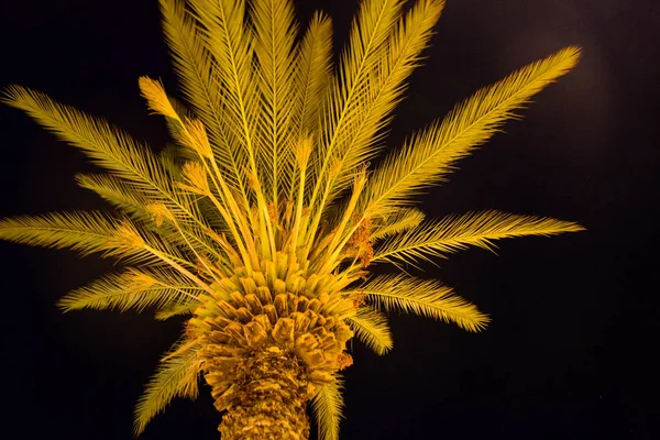 Palma Árvore Jardim Noturno Fundo Natureza Chipre Famagusta — Fotografia de Stock