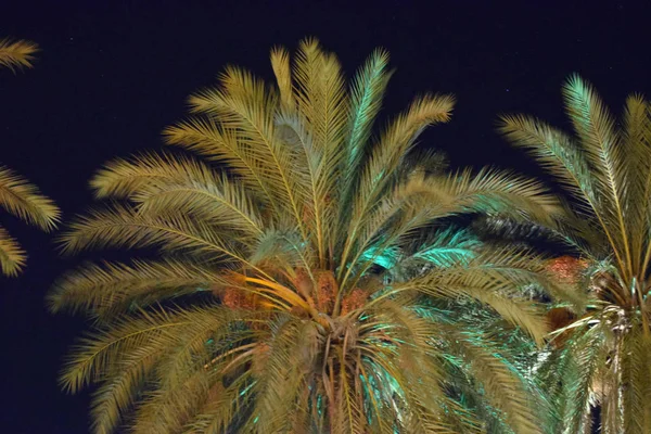 Palm Boom Nacht Tuin Natuur Achtergrond Cyprus Famagusta — Stockfoto