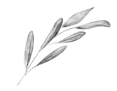 Güzel zeytin dalı, sanat, su rengi, sanat