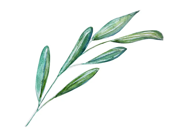 Красивая оливковая ветвь, искусство, акварель, искусство — стоковое фото