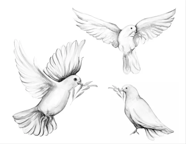 Beautiful sketch dove bird art — Stockfoto