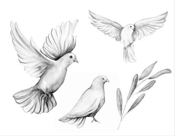 Pigeon Flying with Olive Branch Vector Sketch  Dove tattoo design Dove  tattoos Dove tattoo
