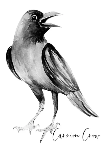 Fekete, varjú, madár, akvarell, művészet — Stock Fotó