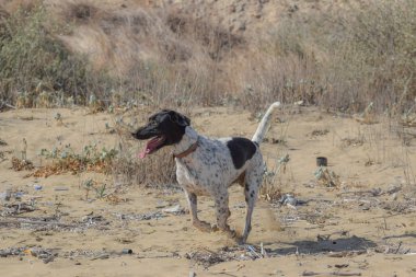 Koşan Büyük Köpek, sahil, sahil