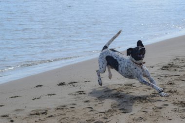 Koşan Büyük Köpek, sahil, sahil