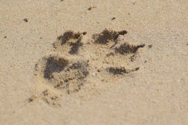 Köpek ayak izi, kum, arkaplan
